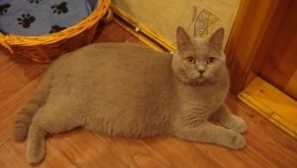 Koľko mesiacov ide tehotná mačka